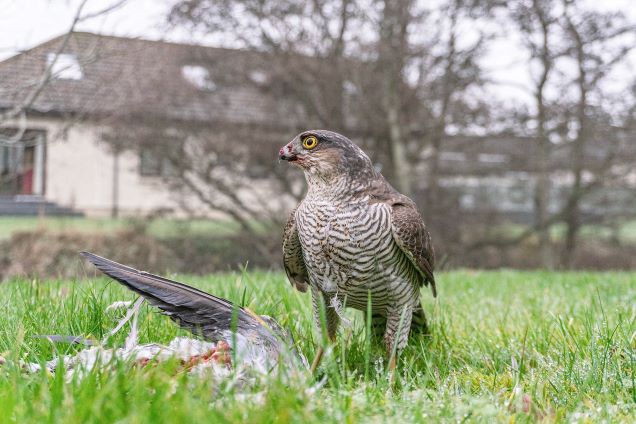 sparrowhawk catches pigeon on grass