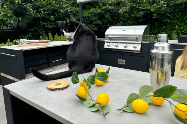 cat on grillo kitchen worktop