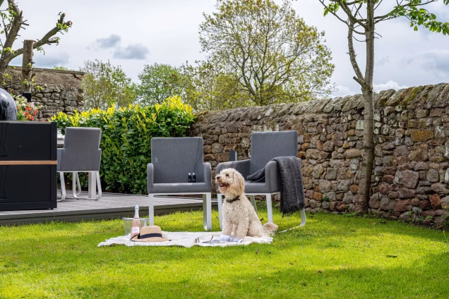 dog sitting in front of chairs in garden