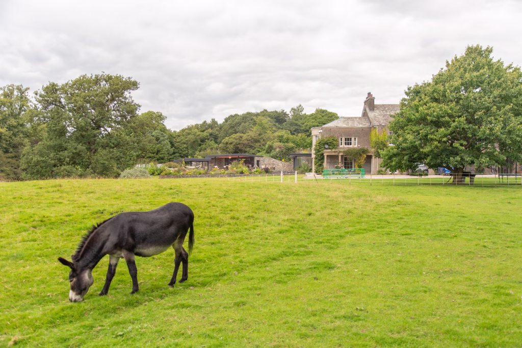 paddock with pony in it with house and outdoor space in background